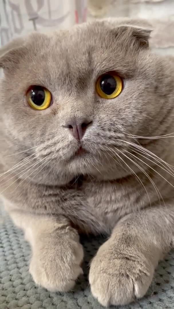 Katze Miezekatze Katze Artikulieren Maulkorb Pelzig Brite Britische Katze Schotte — Stockvideo