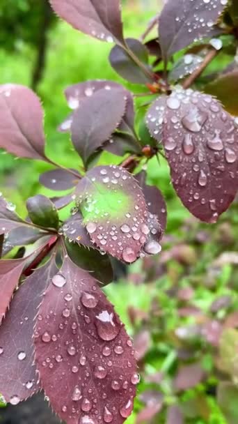 Капли Влажные Дождь Листья Природа Куст Ветви Весна Природа Красивая — стоковое видео