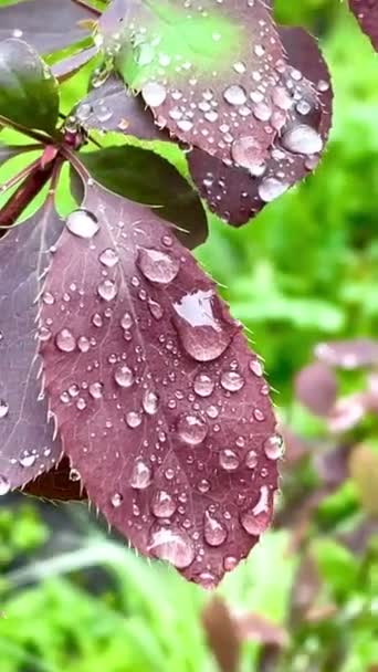 Краплі Мокрий Дощ Листя Природа Кущ Гілки Весна Природа Краса — стокове відео
