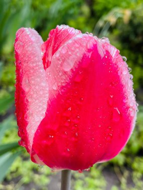 Lale, lale, kırmızı, pembe, yağmur, damla, ıslak, bahar, nisan, çiçek, çiçek, doğa, güzel, parlak, yaşam, Ukrayna, Ukrayna, yürüyüş