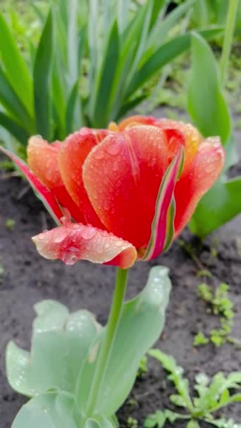 Tulipan Tulipany Czerwony Różowy Deszcz Krople Mokry Wiosna Kwiecień Kwiat — Wideo stockowe
