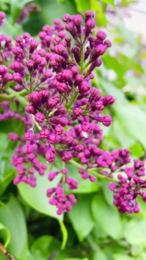 Leylak, yağmur, damla, doğa, güzel, bahar, nisan, çiçek, çiçek, yürüyüş, ıslak, tazelik, yeşil, Ukrayna 