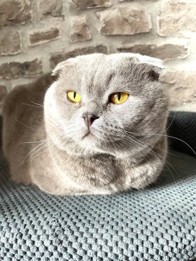 Kedi, kedi, kedi, sivri, ağızlık, tüylü, İngiliz, İngiliz kedisi, İskoç, evcil hayvan, hayvan 