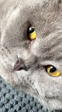 Kedi, kedi, kedi, sivri, ağızlık, tüylü, İngiliz, İngiliz kedisi, İskoç, evcil hayvan, hayvan 