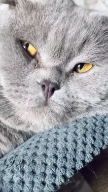 Kedi, kedi, kedi, sivri, ağızlık, tüylü, İngiliz, İngiliz kedisi, İskoç, evcil hayvan, hayvan 