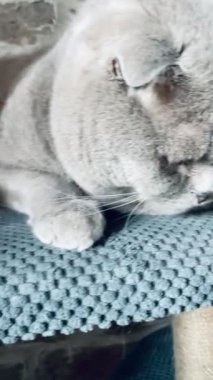 Kedi, kedi, kedi, sivri, ağızlık, tüylü, İngiliz, İngiliz kedisi, İskoç, evcil hayvan, hayvan 