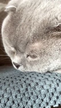 Kedi, kedi, kedi, sivri, ağızlık, tüylü, İngiliz, İngiliz kedisi, İskoç, evcil hayvan, hayvan 