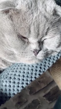 Kedi, kedi, kedi, sivri, ağızlık, tüylü, İngiliz, İngiliz kedisi, İskoç, evcil hayvan, hayvan 