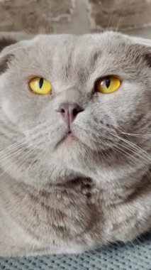 Kedi, kedi, kedi, sivri, ağızlık, tüylü, İngiliz, İngiliz kedisi, İskoç, evcil hayvan, hayvan 