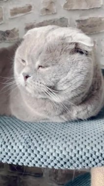 Kedi, kedi, kedi, sivri, ağızlık, tüylü, İngiliz, İngiliz kedisi, İskoç, evcil hayvan, hayvan 