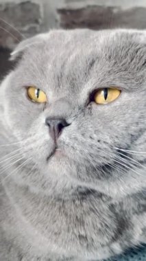 Kedi, kedi, kedi, sivri, ağızlık, tüylü, İngiliz, İngiliz kedisi, İskoç, evcil hayvan, hayvan 