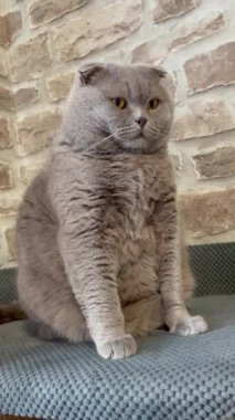 kedi, kedi, kedi, sivri, ağızlık, kürklü, İngiliz, İngiliz kedisi, İskoç, evcil hayvan, hayvan