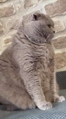 kedi, kedi, kedi, sivri, ağızlık, kürklü, İngiliz, İngiliz kedisi, İskoç, evcil hayvan, hayvan