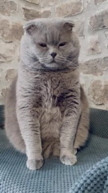 kedi, kedi, kedi, sivri, ağızlık, kürklü, İngiliz, İngiliz kedisi, İskoç, evcil hayvan, hayvan