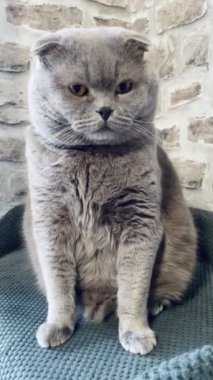 kedi, kedi, kedi, sivri, ağızlık, kürklü, İngiliz, İngiliz kedisi, İskoç, evcil hayvan, hayvan