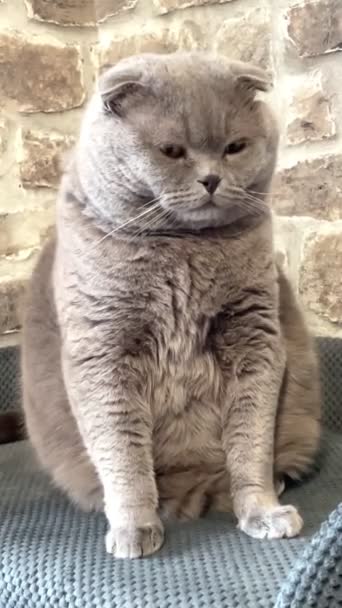 Cat Kitty Cats Pointed Muzh Furry British British Cat Scottish — стоковое видео