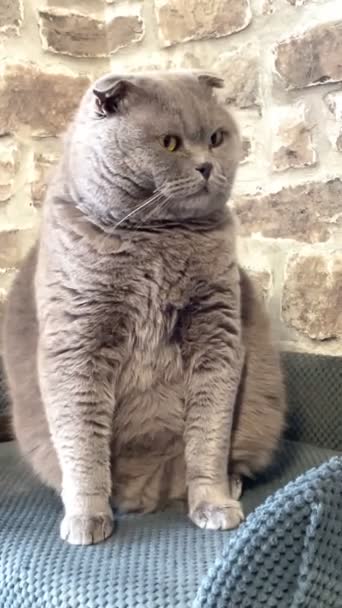 Γάτα Γατάκι Γάτες Μυτερός Ρύγχος Βρετανίδα Βρετανίδα Σκωτσέζος Κατοικίδιο Ζώο — Αρχείο Βίντεο