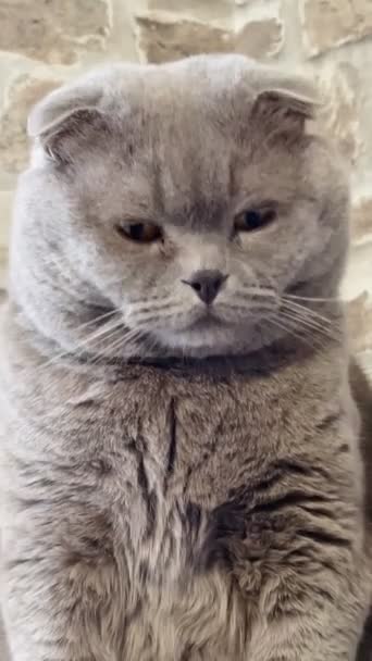 Γάτα Γατάκι Γάτες Μυτερός Ρύγχος Βρετανίδα Βρετανίδα Σκωτσέζος Κατοικίδιο Ζώο — Αρχείο Βίντεο