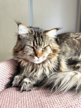 Maine Rakunu, Kedi, Büyük Kedi, Hayvan, Yatak, Oda, Bakış, Kürk, Yüz, Kulaklar, Pençeler, Arkadaş, Arkadaş, Tüylü, Hayvan, Ev, Yakışıklı, Yakışıklı, Arkadaş, Gururlu, Kral