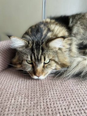 Maine Rakunu, Kedi, Büyük Kedi, Hayvan, Yatak, Oda, Bakış, Kürk, Yüz, Kulaklar, Pençeler, Arkadaş, Arkadaş, Tüylü, Hayvan, Ev, Yakışıklı, Yakışıklı, Arkadaş, Gururlu, Kral