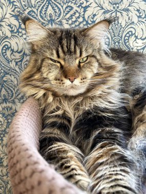 Maine Rakunu, Kedi, Büyük Kedi, Hayvan, Yatak, Oda, Bakış, Kürk, Yüz, Kulaklar, Pençeler, Arkadaş, Arkadaş, Tüylü, Hayvan, Ev, Yakışıklı, Yakışıklı, Arkadaş, Gururlu, Kral