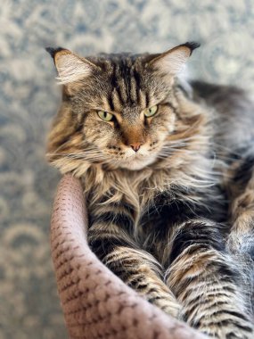 Maine Rakunu, Kedi, Büyük Kedi, Hayvan, Yatak, Oda, Bakış, Kürk, Yüz, Kulaklar, Pençeler, Arkadaş, Arkadaş, Tüylü, Hayvan, Ev, Yakışıklı, Yakışıklı, Arkadaş, Gururlu, Kral