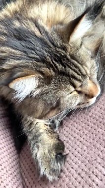 Maine Rakunu, Kedi, Büyük Kedi, Hayvan, Yatak, Oda, Bakış, Kürk, Yüz, Kulaklar, Pençeler, Arkadaş, Arkadaş, Tüylü, Hayvan, Ev, Yakışıklı, Yakışıklı, Arkadaş, Gururlu, Kral