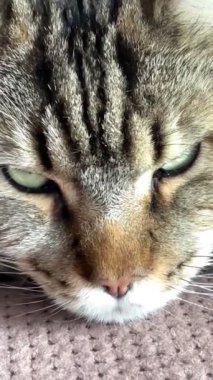 Maine Rakunu, Kedi, Büyük Kedi, Hayvan, Yatak, Oda, Bakış, Kürk, Yüz, Kulaklar, Pençeler, Arkadaş, Arkadaş, Tüylü, Hayvan, Ev, Yakışıklı, Yakışıklı, Arkadaş, Gururlu, Kral