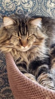 Maine Rakunu, Kedi, Büyük Kedi, Hayvan, Yatak, Oda, Bakış, Kürk, Yüz, Kulaklar, Pençeler, Arkadaş, Arkadaş, Tüylü, Hayvan, Ev, Yakışıklı, Yakışıklı, Arkadaş, Gururlu, Kral