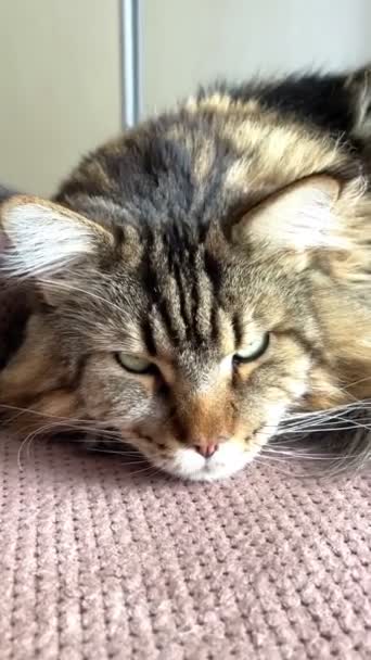 Maine Coon Katze Großkatze Tier Bett Zimmer Aussehen Fell Gesicht — Stockvideo