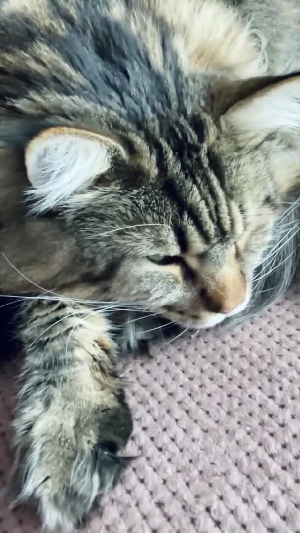 メイン クーン 大きな猫 ベッド ふわふわ ペット ハンサム ハンサム 友好的 — ストック動画