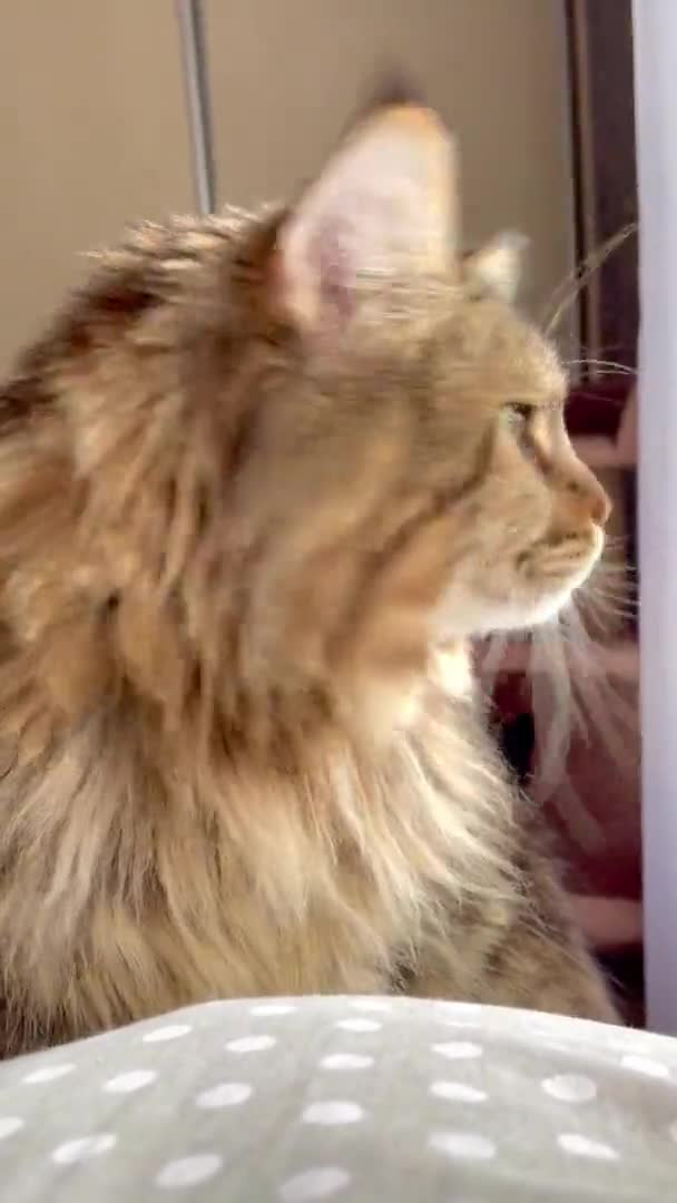 Maine Coon Chat Gros Chat Animaux Lit Dans Chambre Regarder — Video