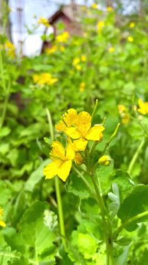 Nisan, çiçekler, çiçek, sarı, yeşil, güneş, doğa, bahar, çimen, gökyüzü, Ukraynaca, Ukrayna