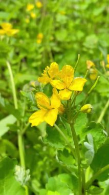 Nisan, çiçekler, çiçek, sarı, yeşil, güneş, doğa, bahar, çimen, gökyüzü, Ukraynaca, Ukrayna