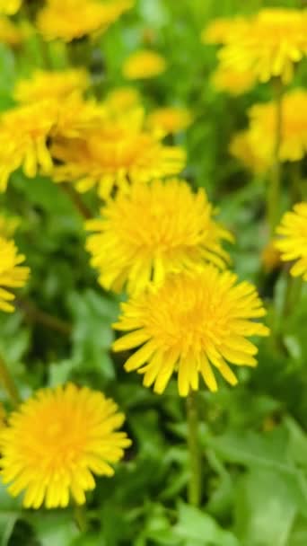 Karahindiba Karahindiba Çiçekler Sarı Yeşil Güneş Doğa Bahar Yaz — Stok video