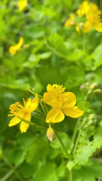 Április Virágok Virág Sárga Zöld Nap Természet Tavasz Ukrán Ukrajna — Stock videók