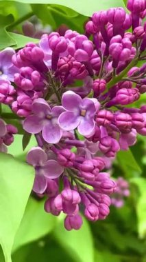 Leylak, pembe, mor, doğa, güzel, bahar, Nisan, çiçek, dallar, çalı, yürüyüş, yeşillik, tazelik