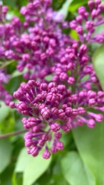 Leylak, pembe, mor, doğa, güzel, bahar, Nisan, çiçek, dallar, çalı, yürüyüş, yeşillik, tazelik