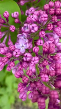 Leylak, pembe, mor, doğa, güzel, bahar, Nisan, çiçek, dallar, çalı, yürüyüş, yeşillik, tazelik