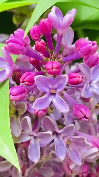 Оранжевый Розовый Фиолетовый Природа Красивая Весна Апрель Цветок Цветы Ветви — стоковое видео