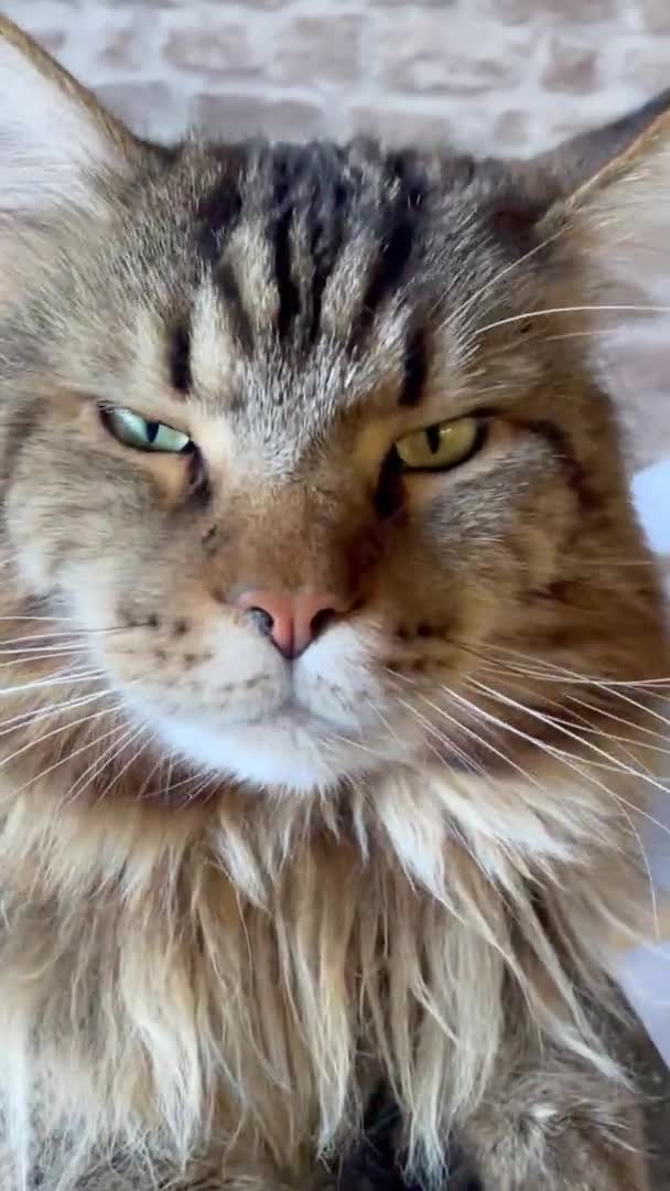 Maine Rakun Ana Rakun Kedi Büyük Kedi Hayvan Yatak Oda — Stok video