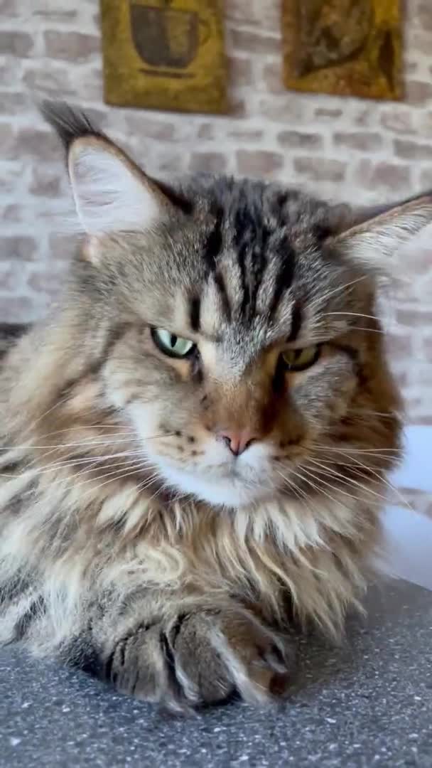 Maine Coon Mainecoon 고양이 고양이 고양이 푹신한 잘생긴 잘생긴 친절한 — 비디오
