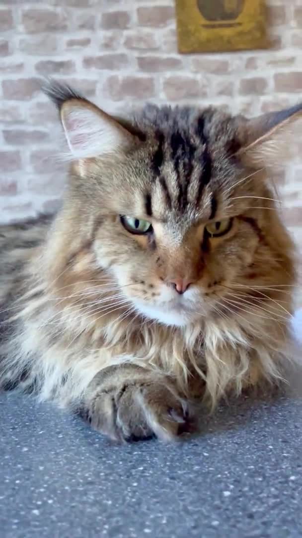 Maine Coon Mainecoon 고양이 고양이 고양이 푹신한 잘생긴 잘생긴 친절한 — 비디오