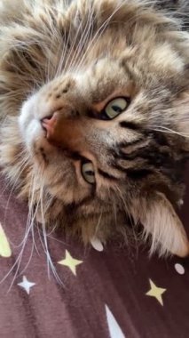 Maine Rakunu, Kedi, Büyük Kedi, Hayvan, Yatak, Oda, Bakış, Kürk, Yüz, Kulaklar, Pençeler, Arkadaş, Arkadaş, Tüylü, Hayvan, Ev, Yakışıklı, Yakışıklı, Arkadaş, Gururlu, Kral