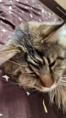 Maine Rakunu, Kedi, Büyük Kedi, Hayvan, Yatak, Oda, Bakış, Kürk, Yüz, Kulaklar, Pençeler, Arkadaş, Arkadaş, Tüylü, Hayvan, Ev, Yakışıklı, Yakışıklı, Arkadaş, Gururlu, Kral