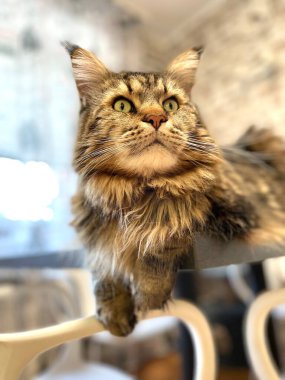 Maine Rakunu, Ana Rakun Kedi, Büyük Kedi, Hayvan, Yatak, Oda, Bak, Kürk, Yüz, Kulak, Pençe, Arkadaş, Arkadaş, Tüylü, Ev Sahibi, Yakışıklı, Yakışıklı, Yakışıklı, Gururlu, Kral