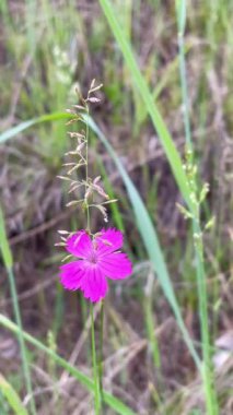 Doğa, çiçekler, bitkiler, yeşillik, yeşil, yürüyüş, yaşam, dinlenme, yaz, Haziran, sıcaklık, tazelik, Ukrayna, Ukrayna