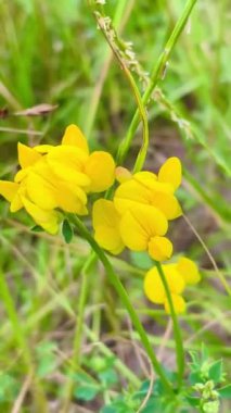 Doğa, çiçekler, bitkiler, yeşillik, yeşil, yürüyüş, yaşam, dinlenme, yaz, Haziran, sıcaklık, tazelik, Ukrayna, Ukrayna