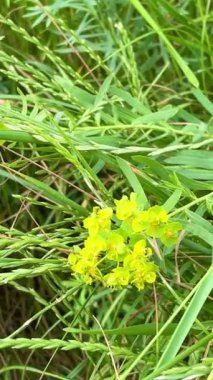 Doğa, çiçekler, bitkiler, yeşillik, yeşil, yürüyüş, yaşam, dinlenme, yaz, Haziran, sıcaklık, tazelik, Ukrayna, Ukrayna