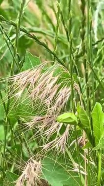 Doğa, çiçekler, bitkiler, yeşillik, yeşil, yürüyüş, yaşam, dinlenme, yaz, Haziran, sıcaklık, tazelik, Ukrayna, Ukrayna